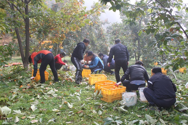 영남ES（구미）, 사내 봉사단, 농촌 감 따기 자원봉사 